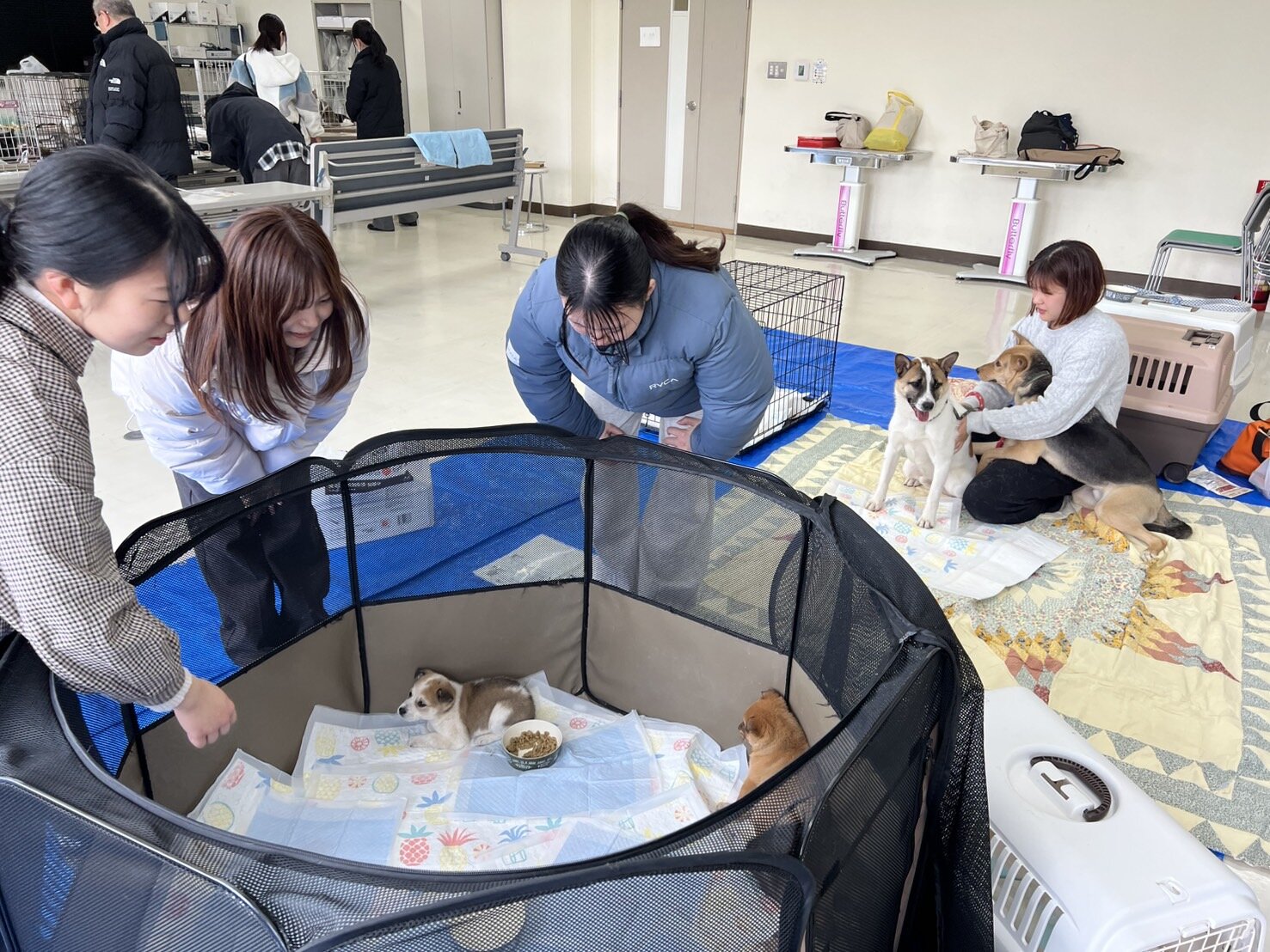 本学卒業生向けに犬猫譲渡会を実施しました