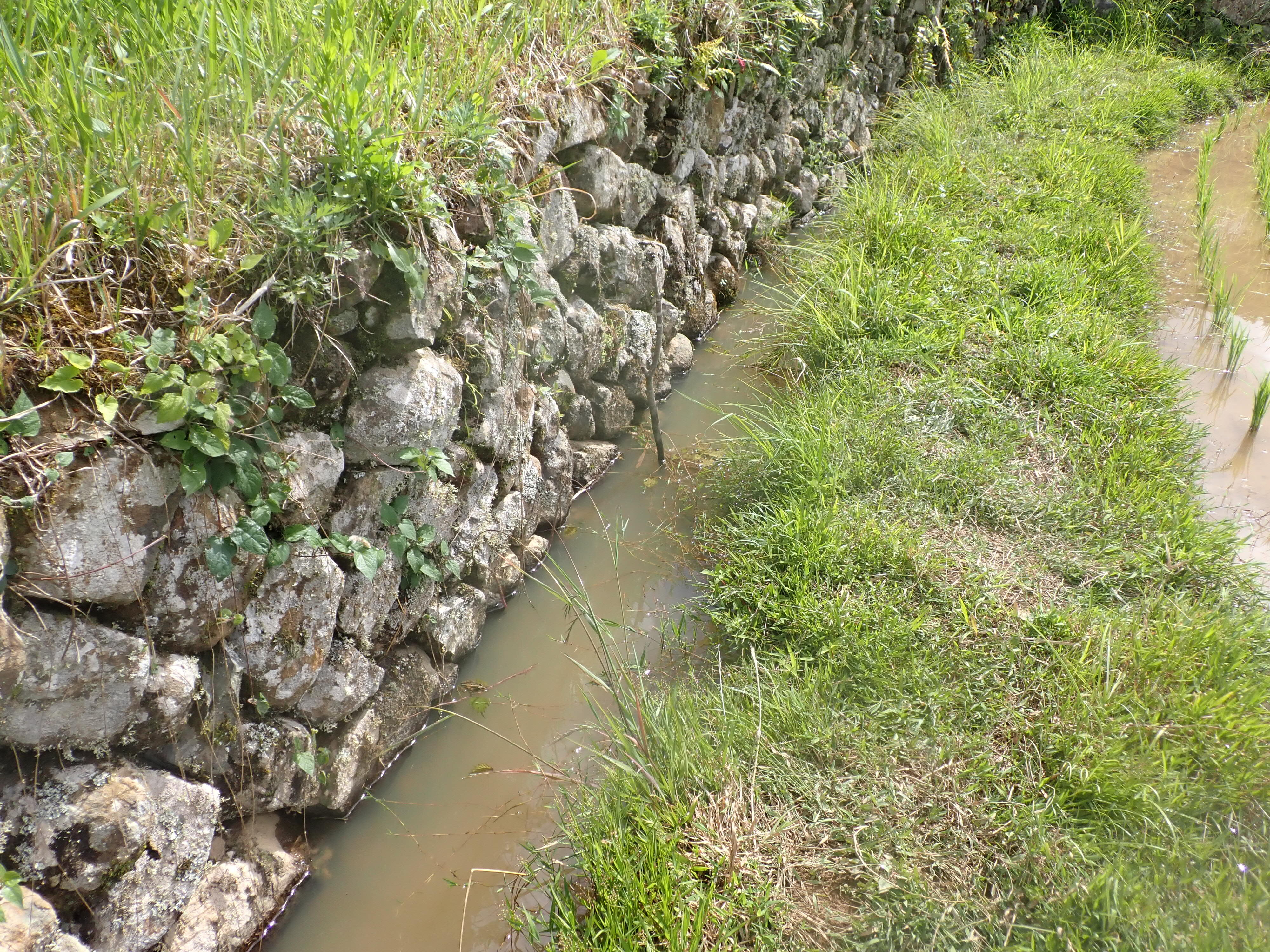 水田に生息する水生昆虫類の保全に関する総説3編が出版されました（渡辺研）