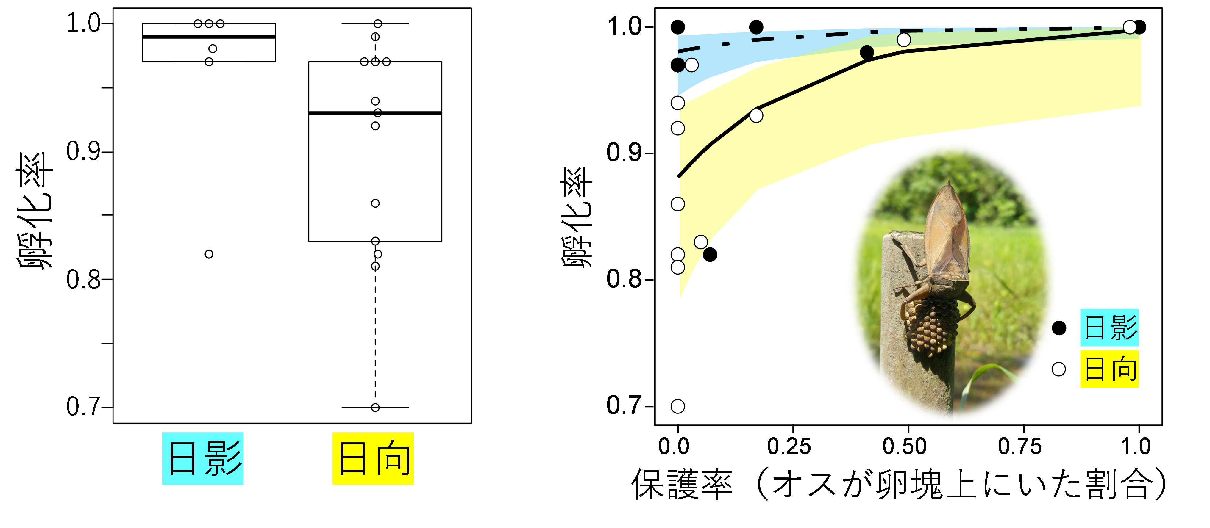 画像4タガメ.png