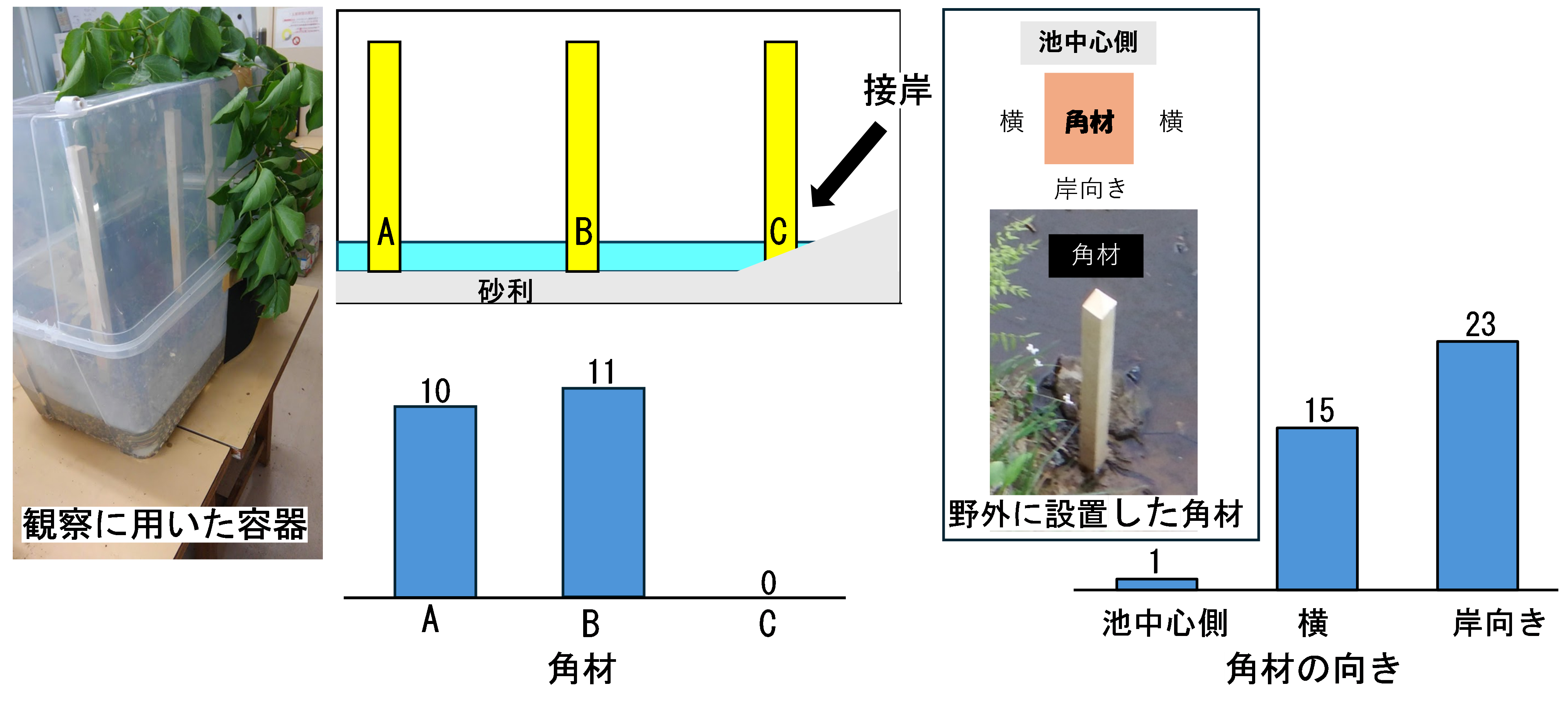 画像3タガメ.png