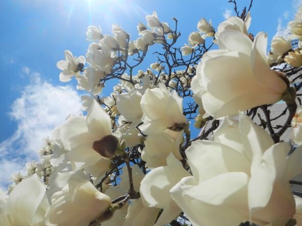 学内のモクレンの花、満開