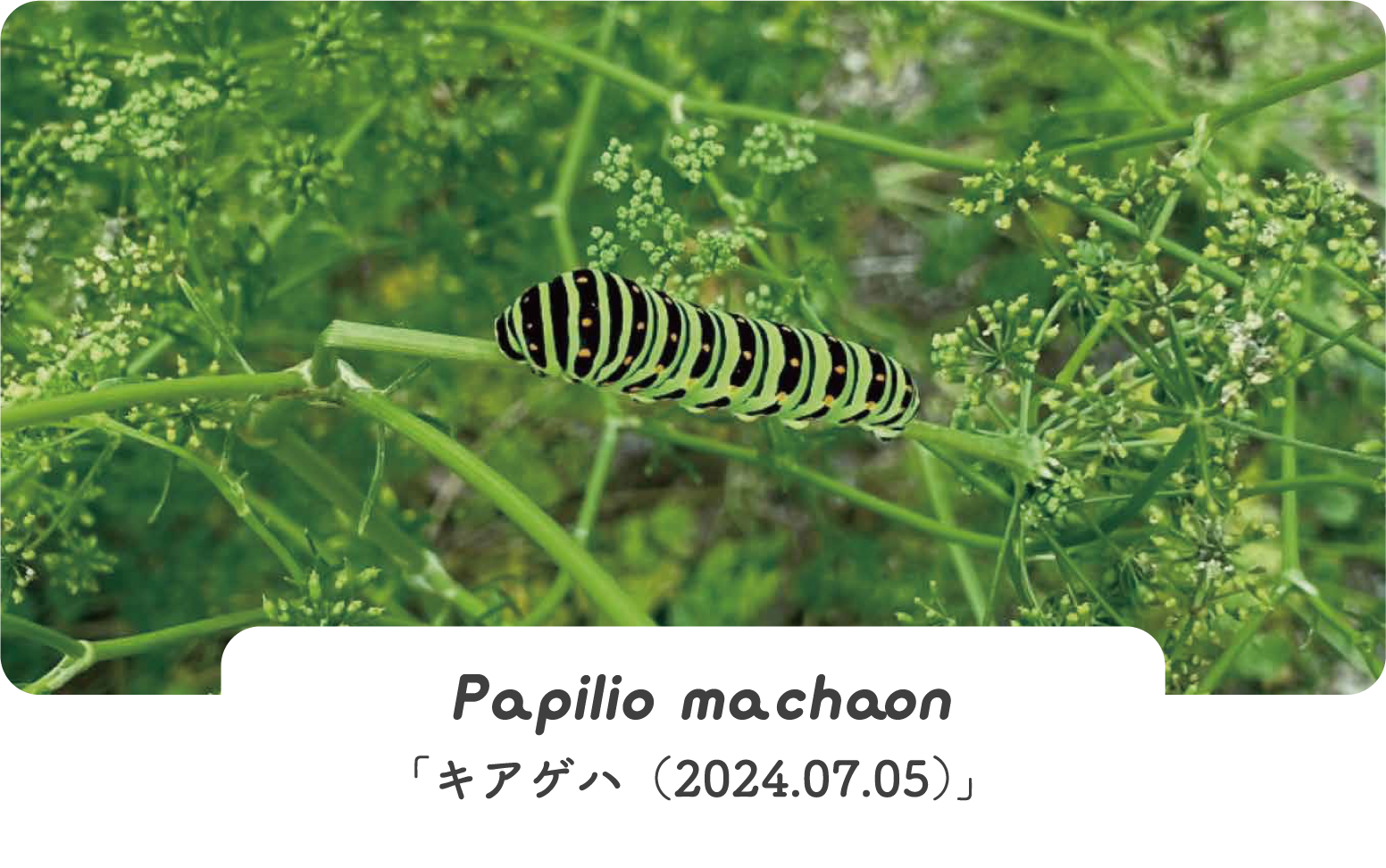 Papilio machaon「キアゲハ(2024.07.05)」