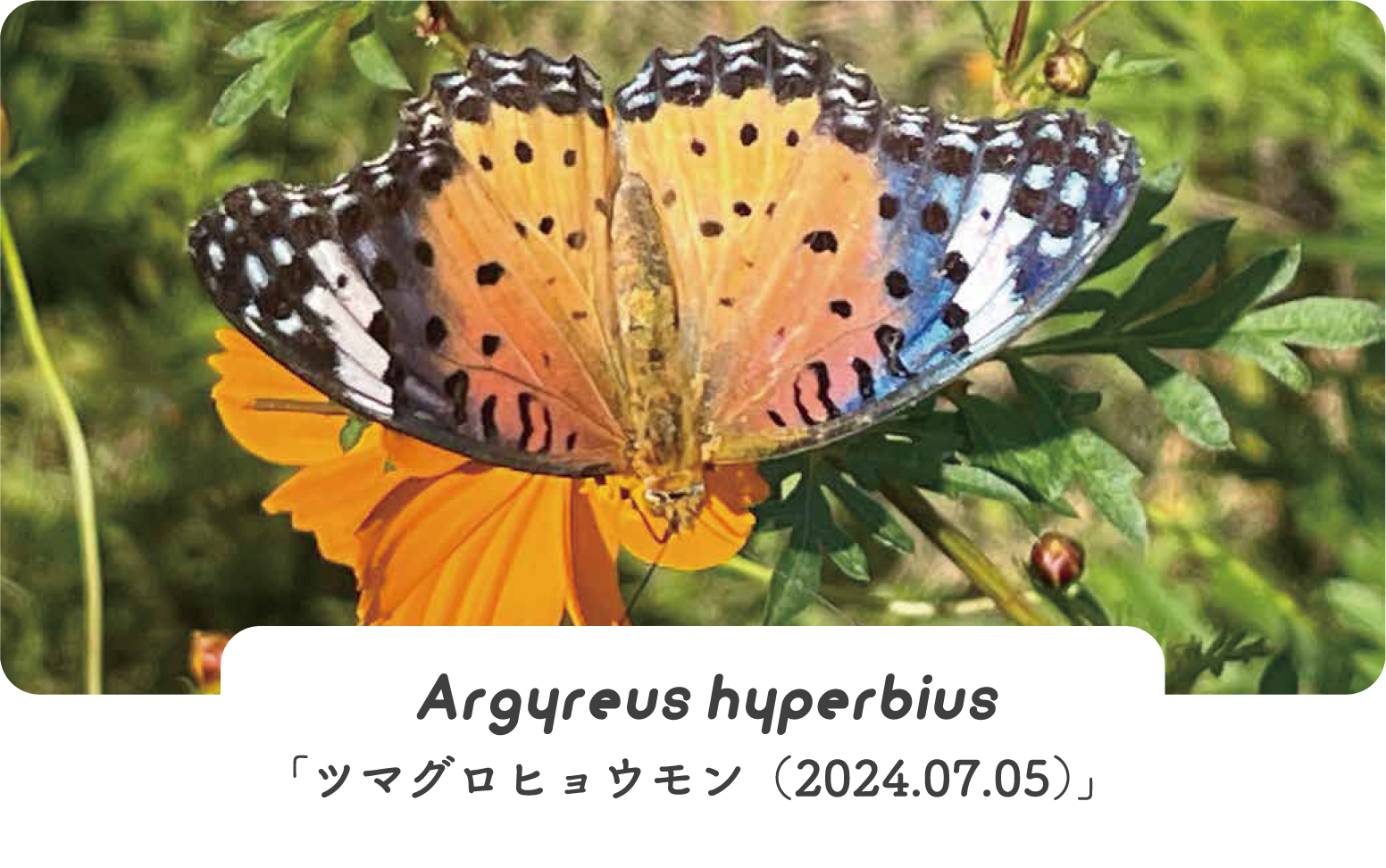 Argyreus hyperbius「ツマグロヒョウモン(2024.07.05)」