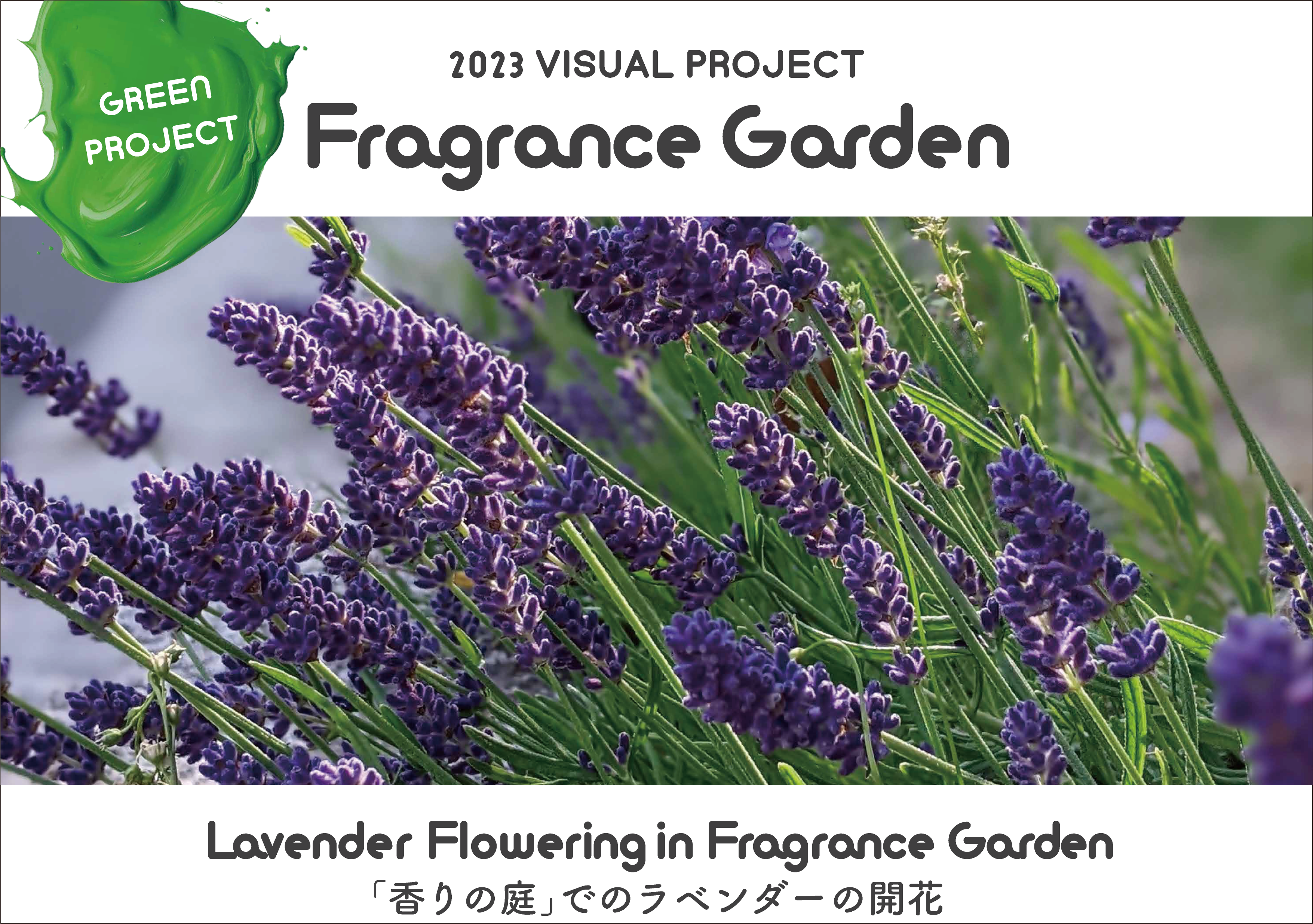 Lavender Flowering in Fragrance Garden「命溢れる蝶の庭づくり」