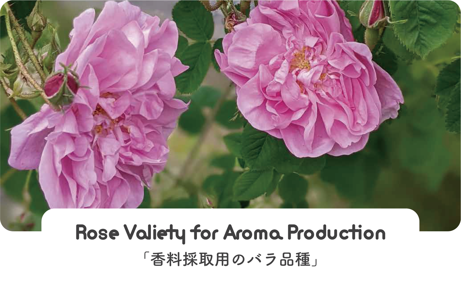 Rose Valiety for Aroma Production「香料採取用のバラ品種」