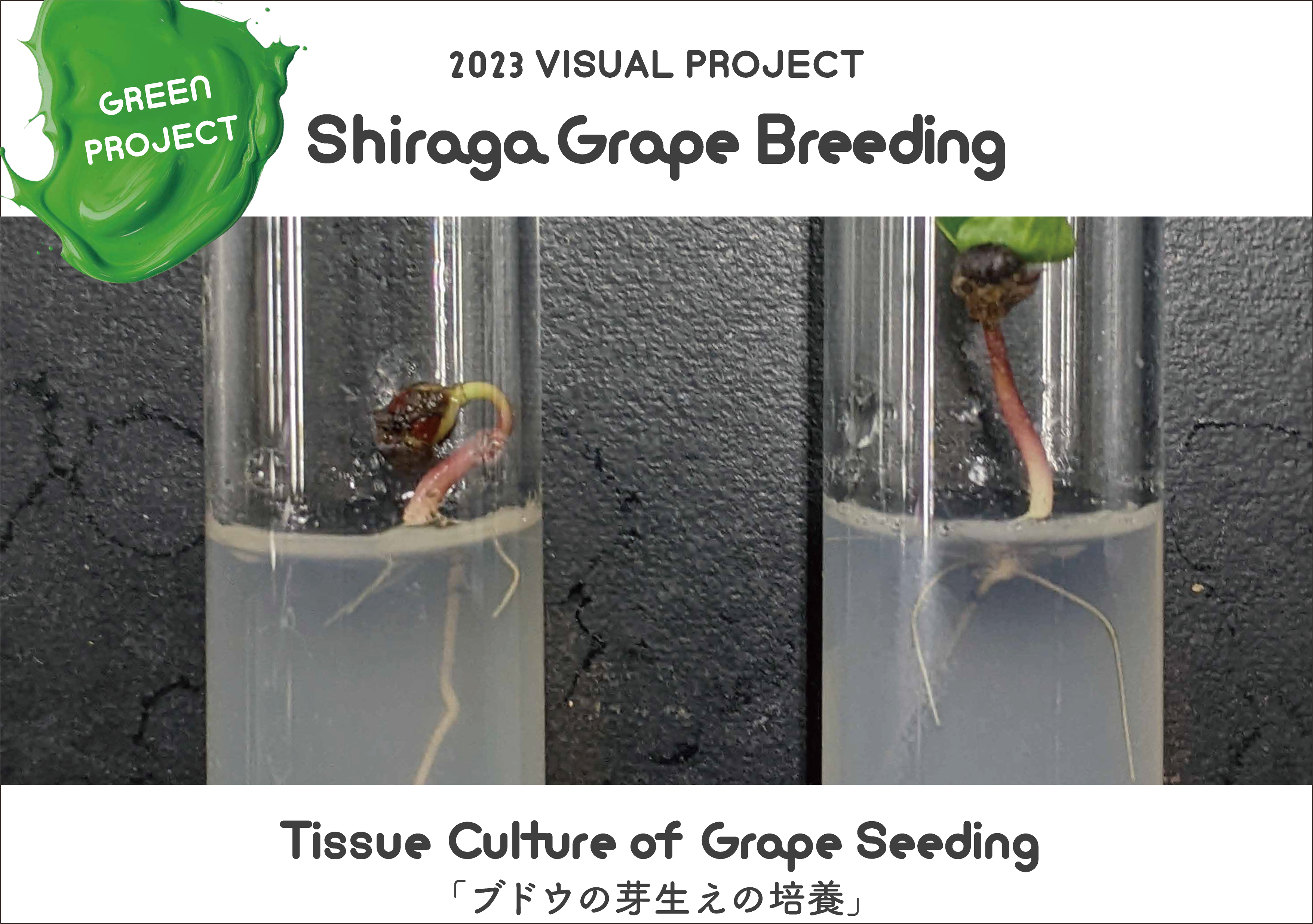 Tissue Culture of Grape Seeding「ブドウの芽生えの培養」